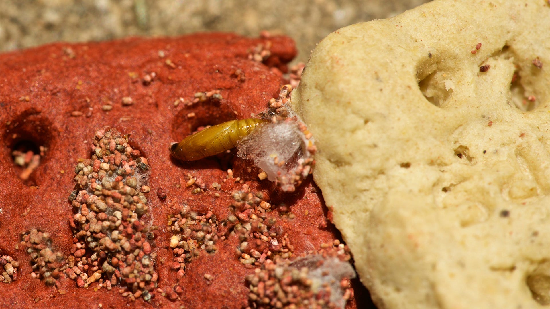 Indian Meal Moth Damage