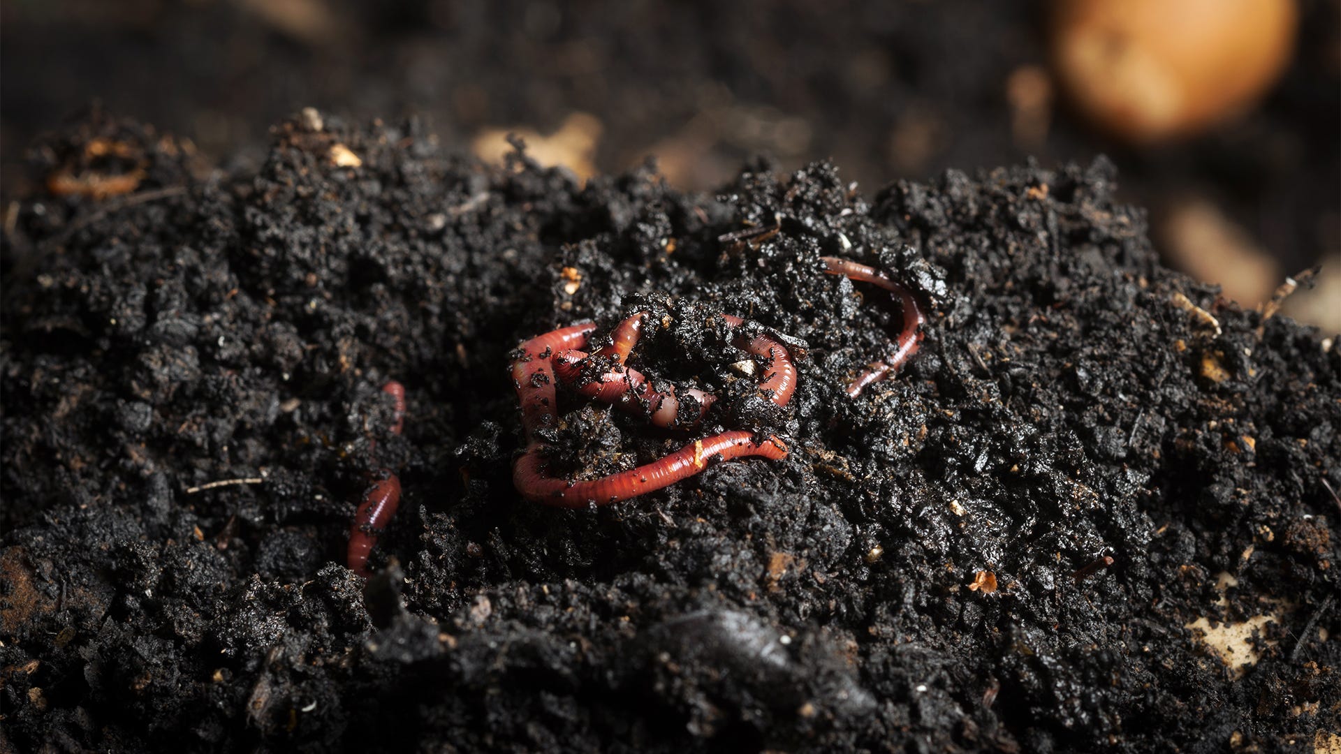 Mening Skrive ud lige ud Composting Helpers: Facts About Red Worms