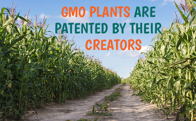 who owns gmos