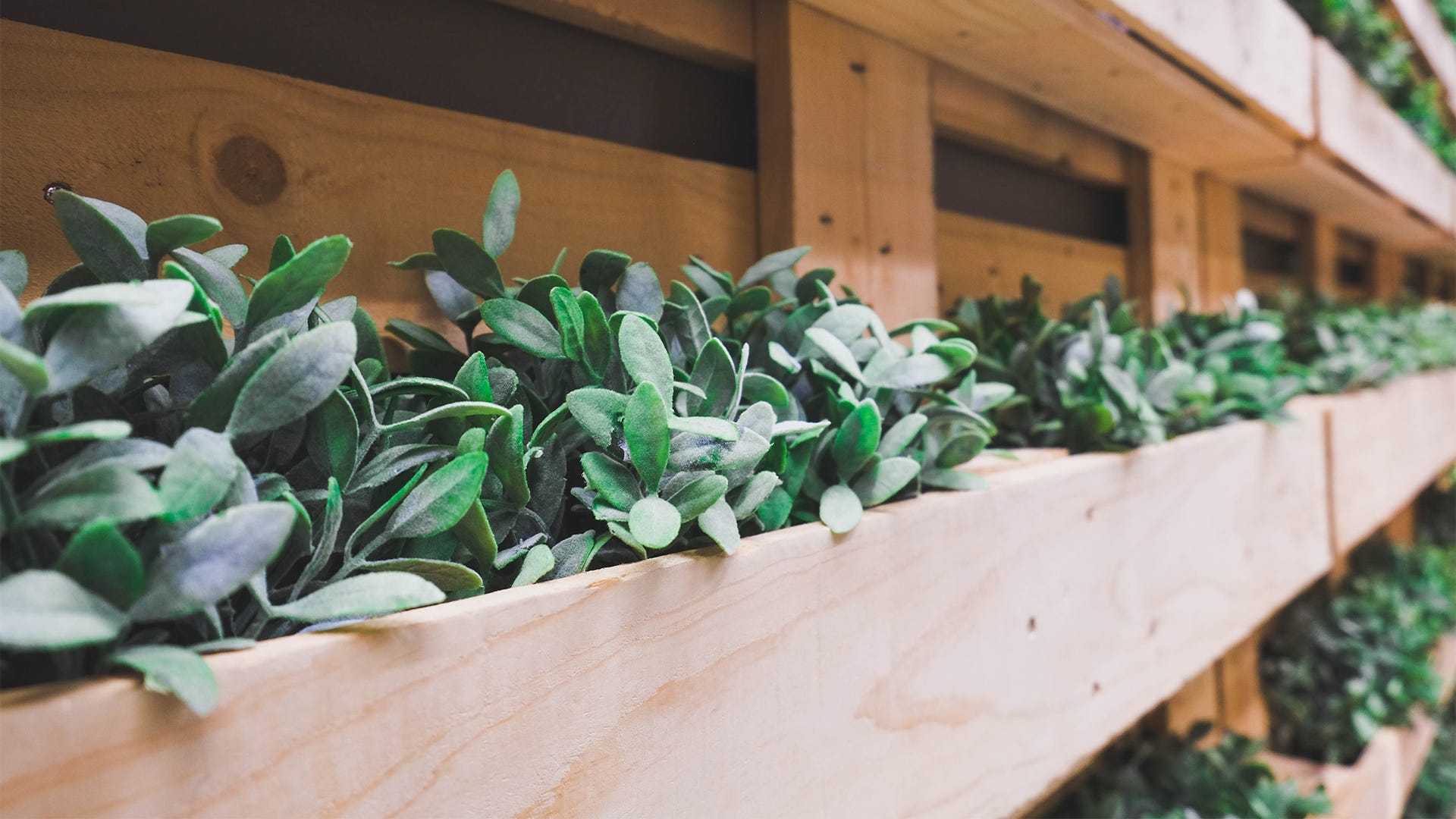 Freebies For Indoor Gardeners Freebies For Indoor Gardeners