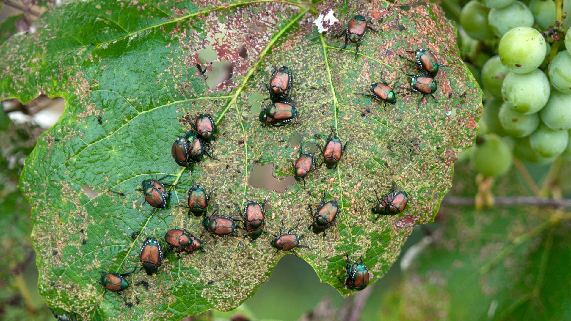 Garden Guide What S Eating My Plants