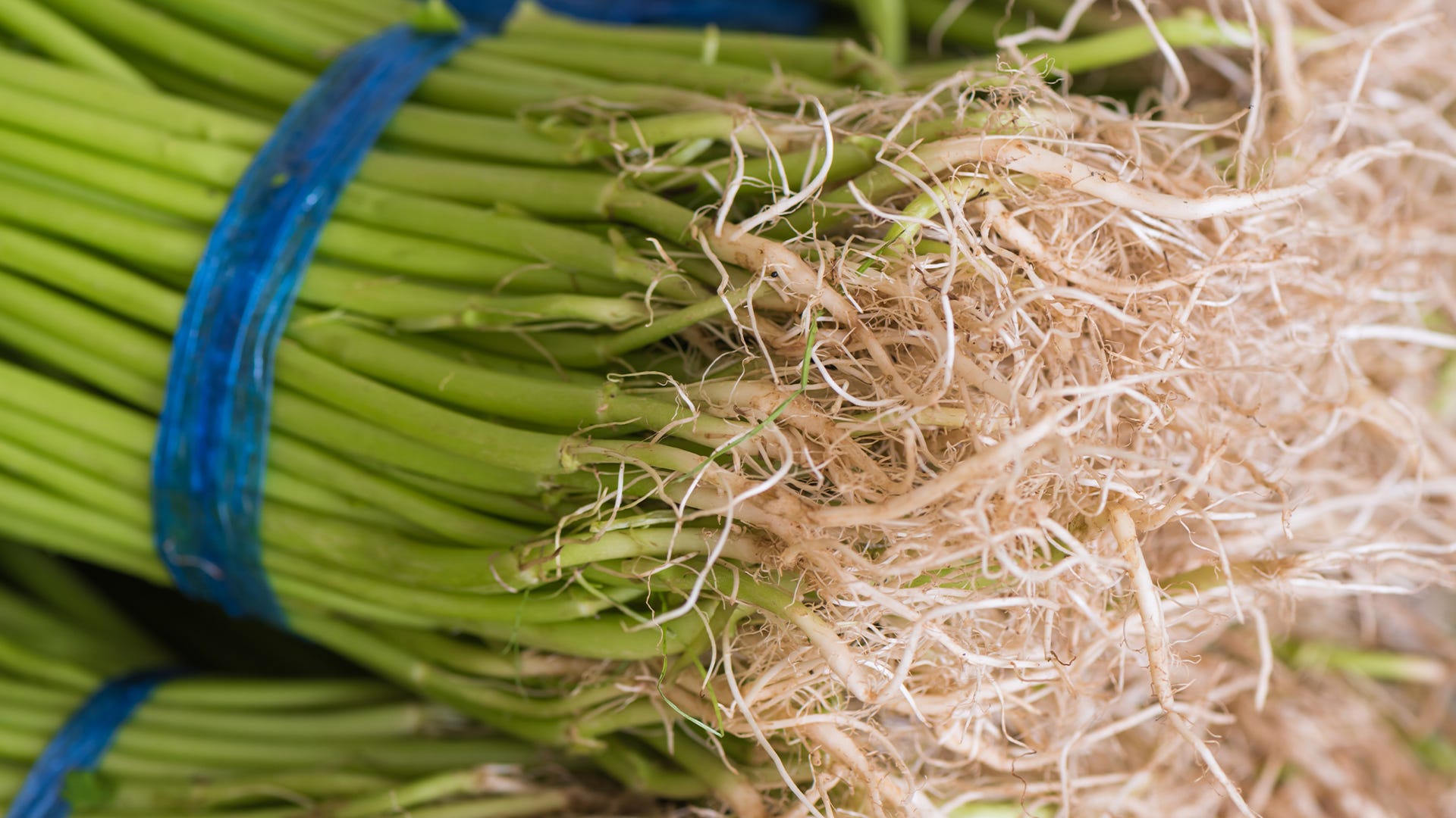 How Long Does Nutrient Solution Stay Fresh? How Long Does Nutrient Solution Stay Fresh?
