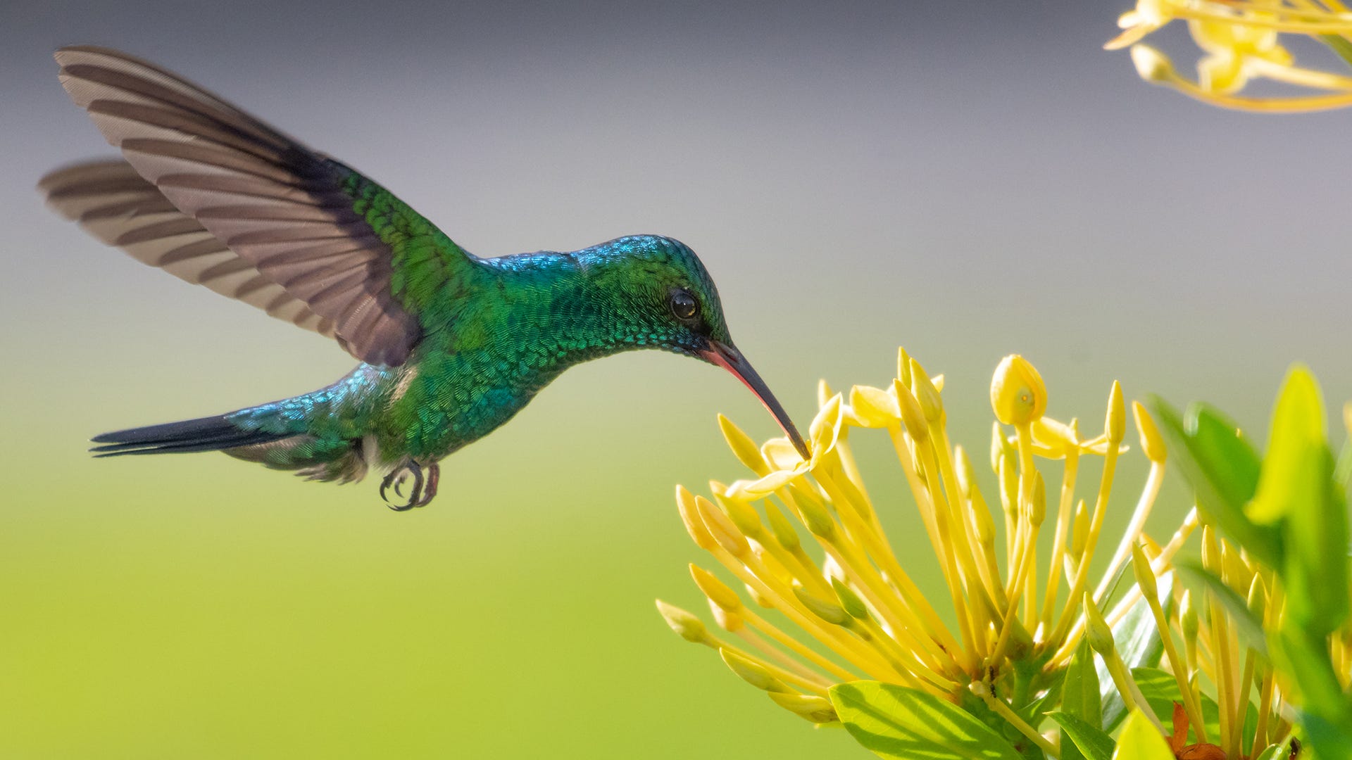 hummingbird pollinating