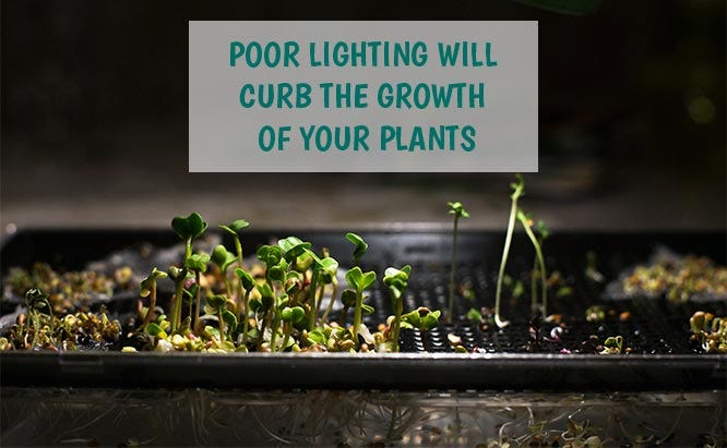 Without the proper lighting, hydroponic plants won't survive