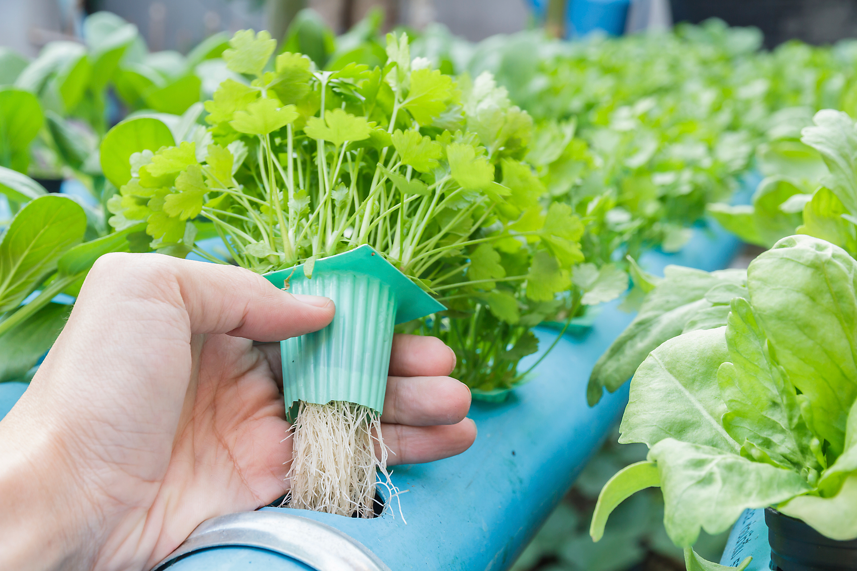 Root systems in hydroponic gardening plants