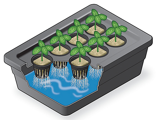 Correct set up of seedlings and rock wool in a hydroponic system