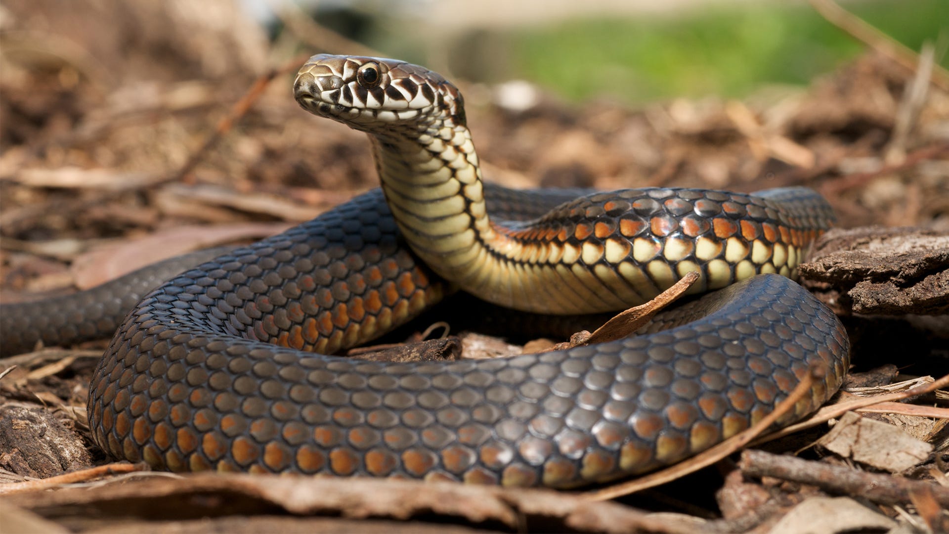 Identify and Get Rid of Venomous Snakes