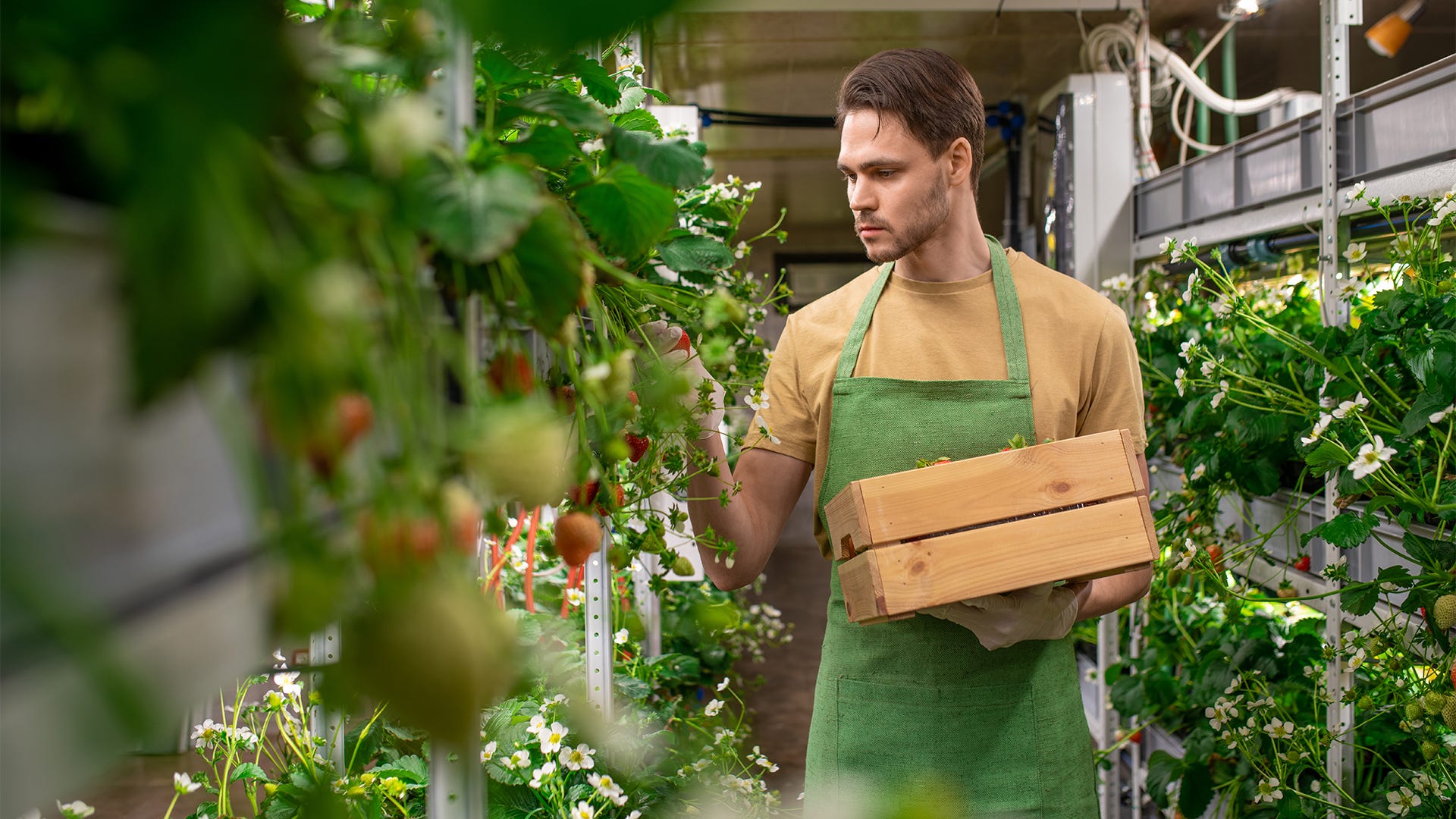 Indoor Farms Feed Cities 