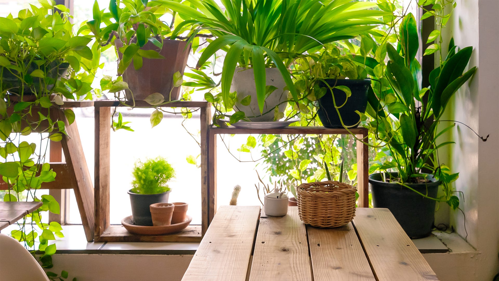 Indoor Garden Pests: Lifestyles Of The Creepy And Crawly