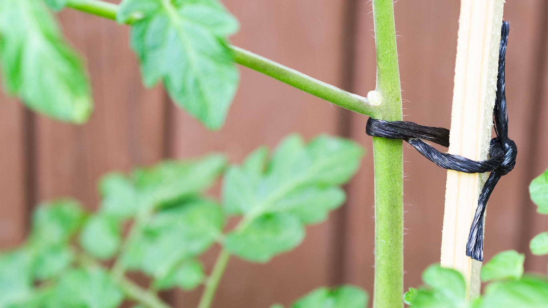 Low-Stress Training: How To Increase Your Bud Production Low-Stress Training: How To Increase Your Bud Production