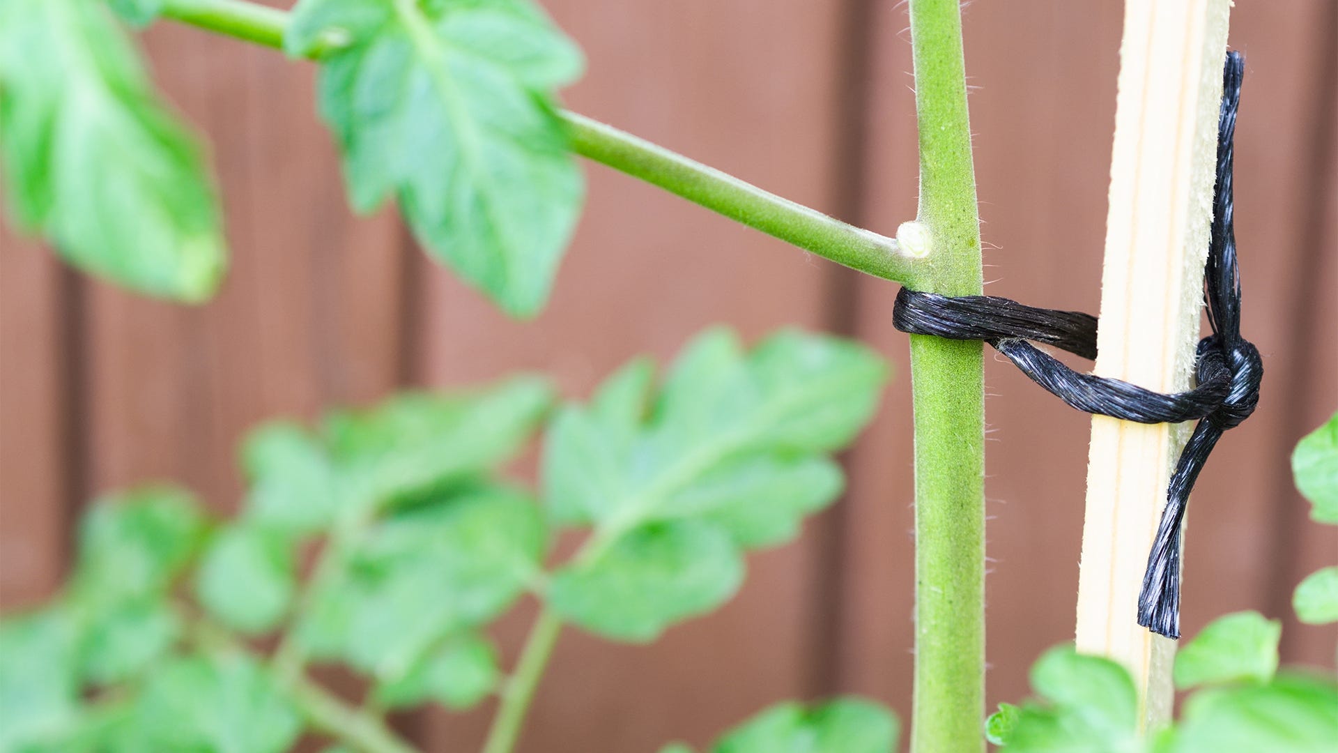 Low-Stress Training: How To Increase Your Bud Production