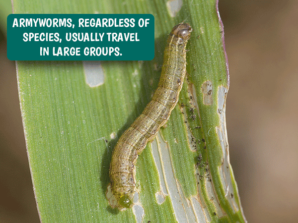 armyworms