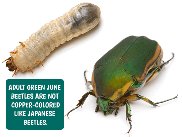 Green June Beetle Grubs