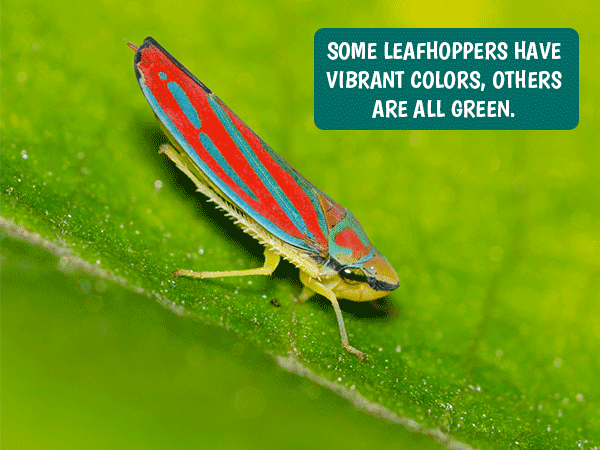 Leafhoppers in Lawn