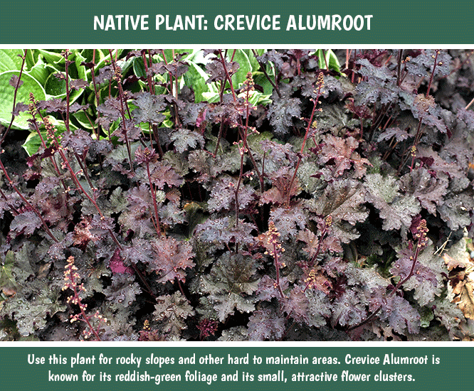 Tips for Native Plants Crevice Alumroot