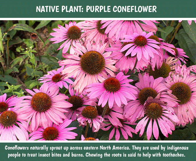 Tips for Native Plants Coneflowers