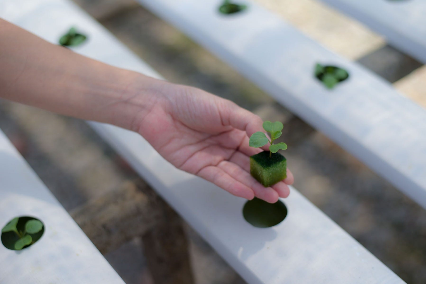 Planting a seed hydro gardening