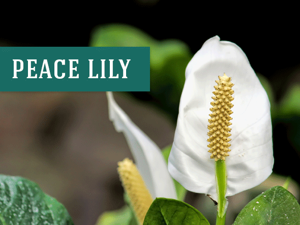 The Peace Lily is a great indoor plant that grows in water
