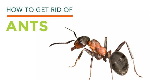  Ant Killer: How to Get Rid of Ants