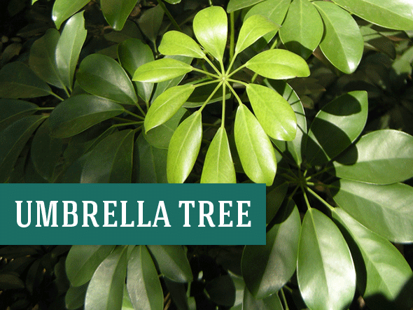 Best Office Plants - Umbrella Tree
