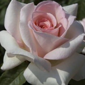 Type of Rose: Francis Meilland Rose