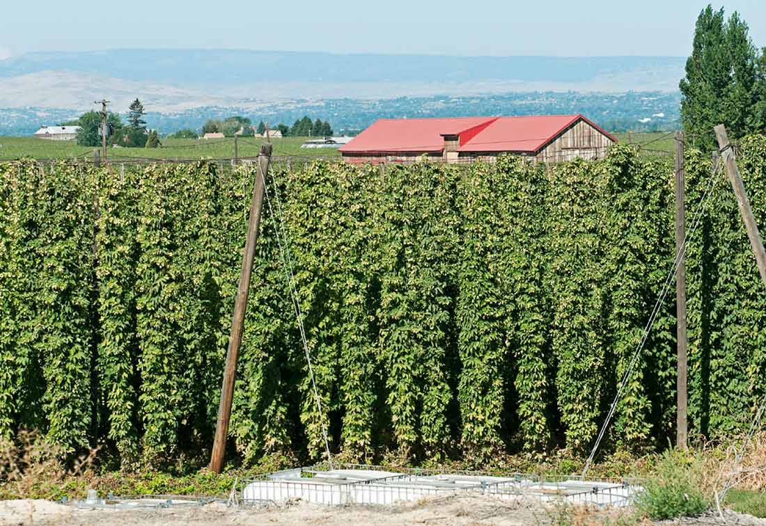 Organic hop vines