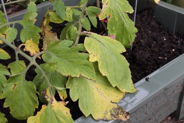 yellow leaves with black spots on tomato plant