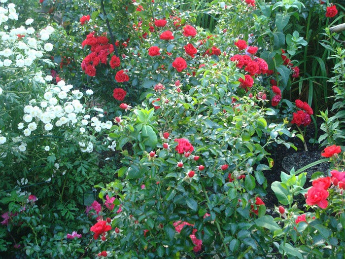 Type of Roses: Flower Carpet Roses