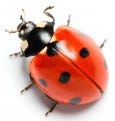 Ladybug_502