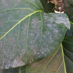 Powdery Mildew