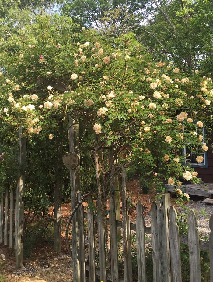 Reve d'Or Climbing Rose