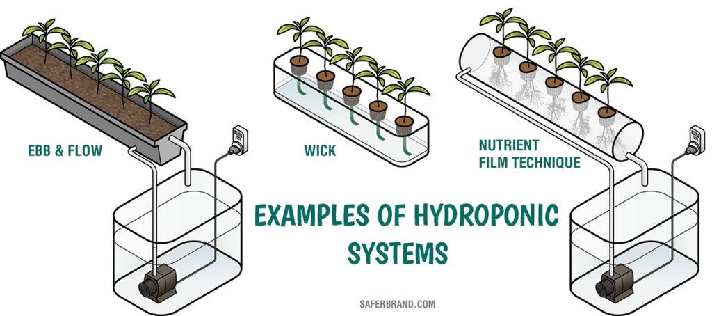 hypothesis on hydroponics