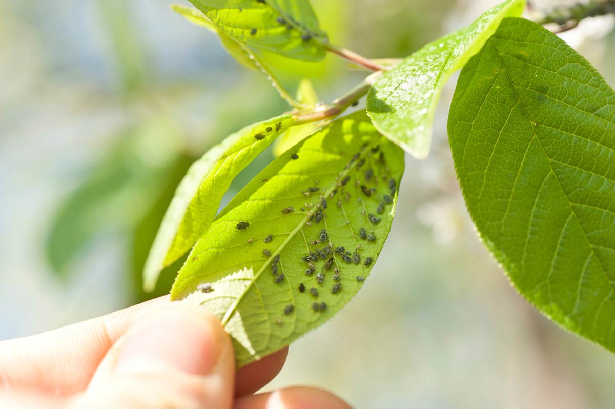 Aphids are a huge problem for vegetable gardeners. These little bugs drain the nutrients from plants, killing the plant in the process.