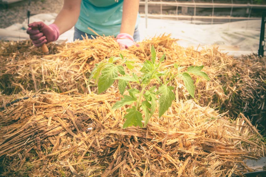 straw bale gardening