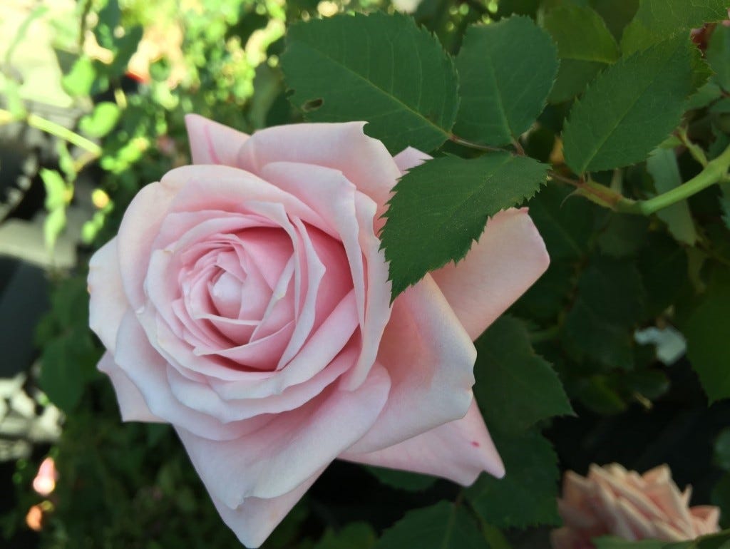 Belinda Dream Rose - best rose to plant