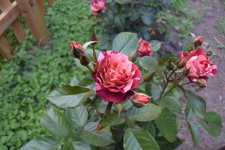 Tropical LIghtning Rose by Weeks Roses