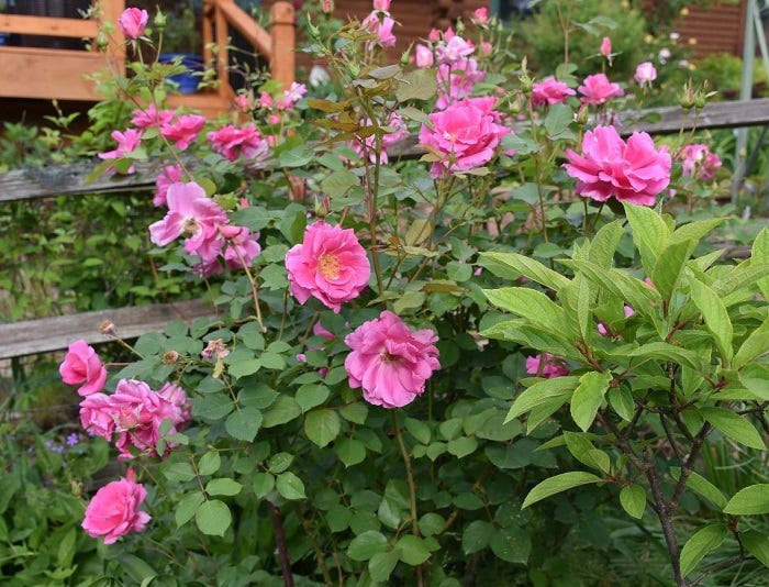 Disease Resistant Roses: Carefree Beauty Rose