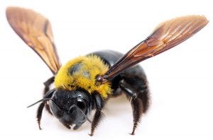 Stinging insects: Though some bees, wasps and hornets are relatively docile, most will sting if provoked.