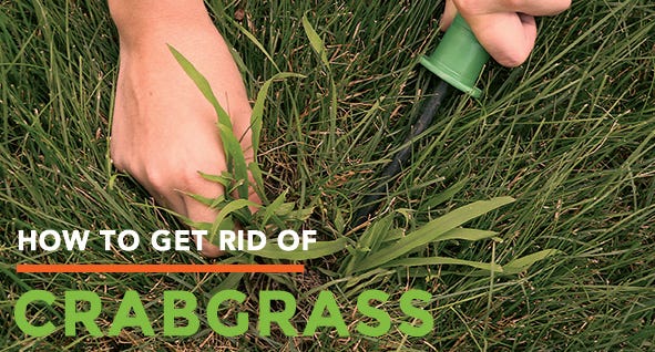 How to get rid of crabgrass