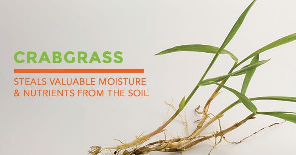 what is crabgrass