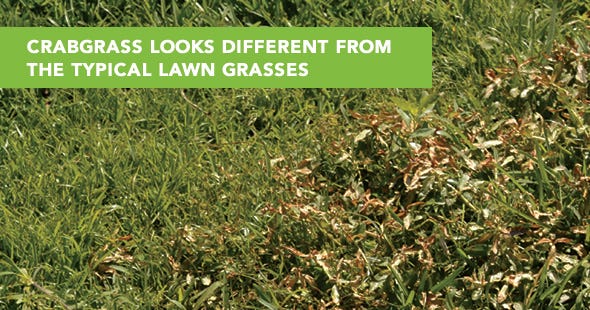 What does crabgrass look like