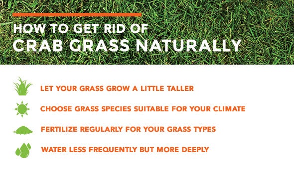 How to get rid of crabgrass naturally