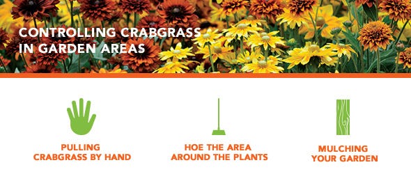 How to control crabgrass in garden