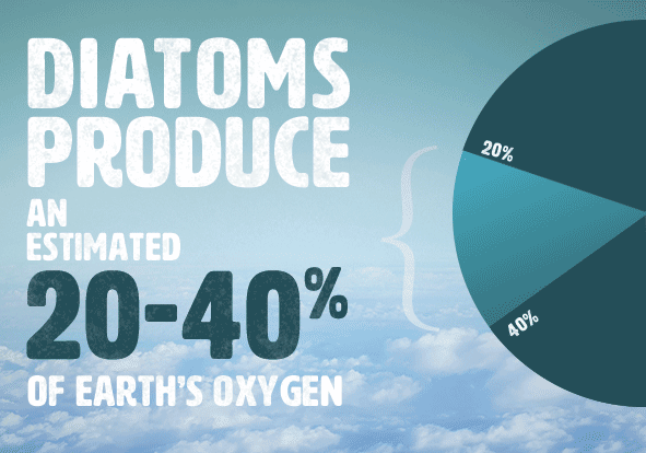 Diatoms produce oxygen