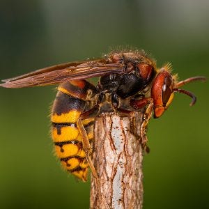 Getting rid of European Hornets