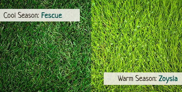 Organic fertilizer for cool season grass and warm season grass