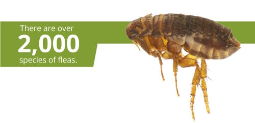 2000 species of flea