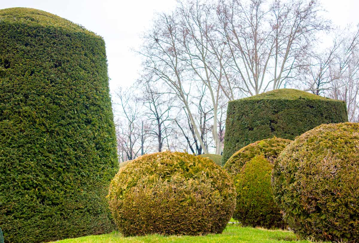 Careful planning and attention to detail can give your shrubs a formal, sculpted appearance.