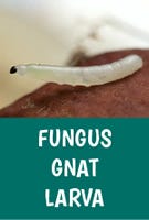 Fungus Gnat Larva