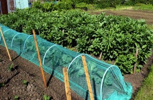 Special covers can be added to row crops that protect them from cold weather.